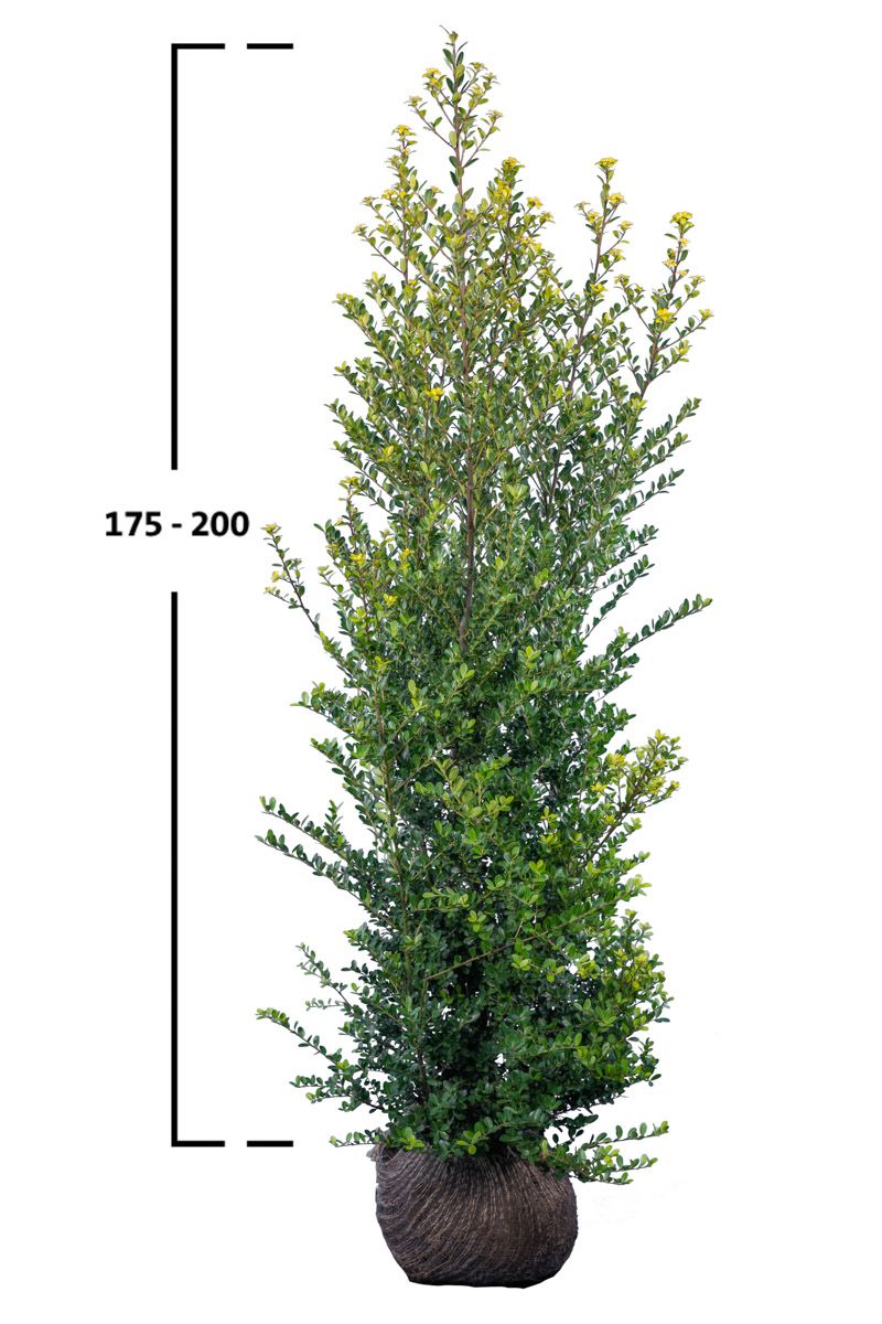 Japanische Stechpalme Green Hedge