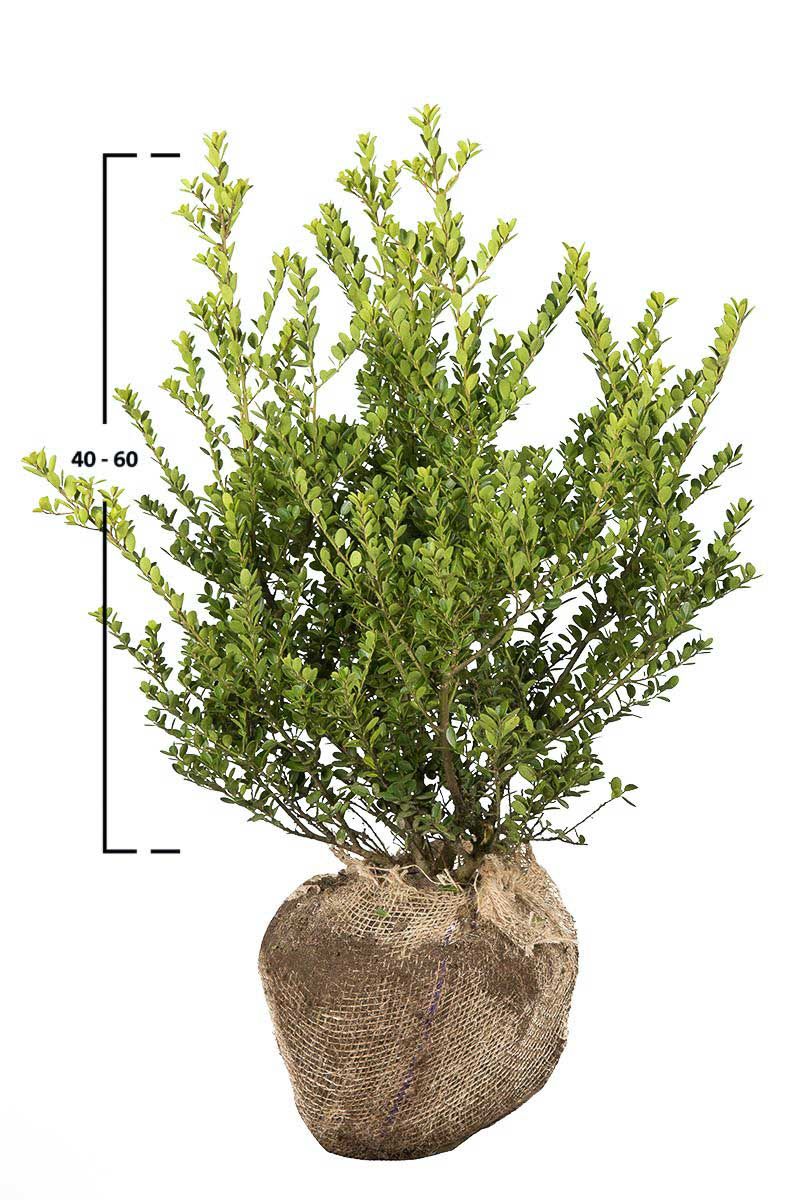 Japanische Stechpalme Green Hedge