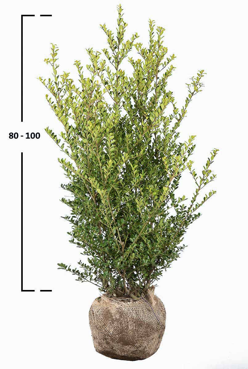 Japanische Stechpalme Green Hedge