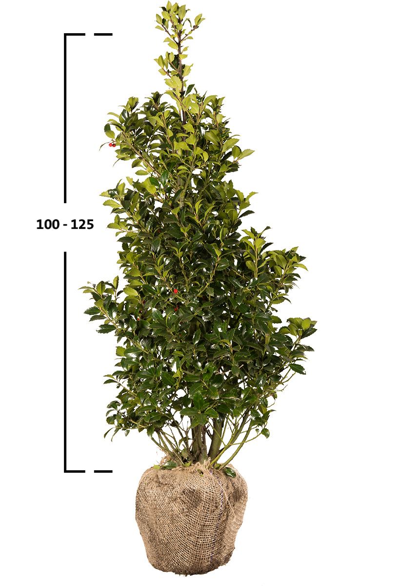 Stechpalme Heckenfee