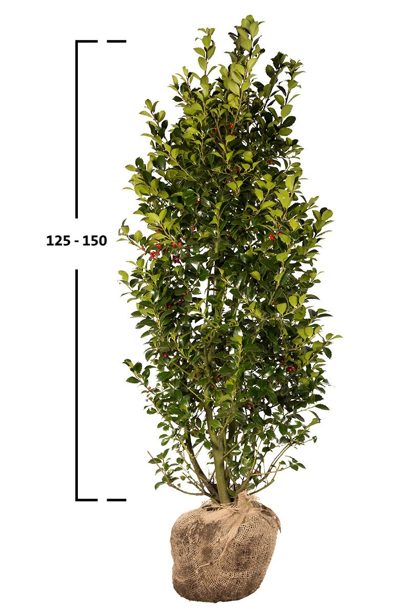 Stechpalme Heckenfee