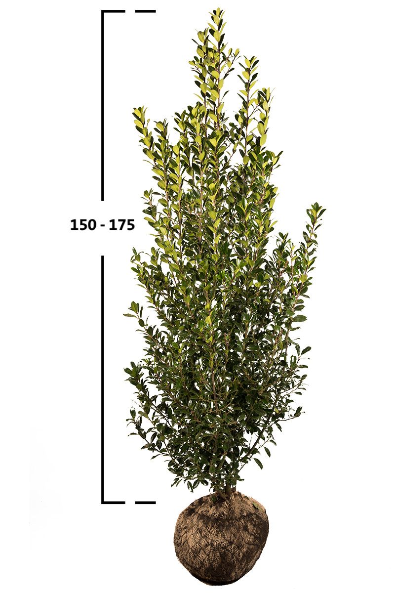 Stechpalme Heckenfee