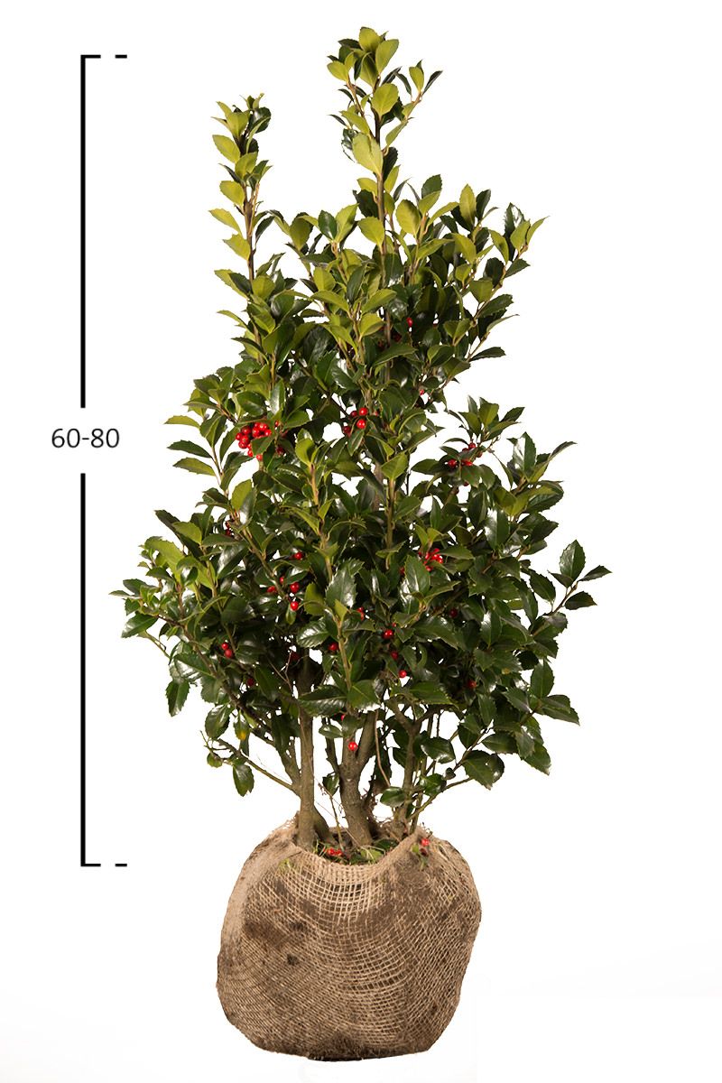 Stechpalme Heckenfee