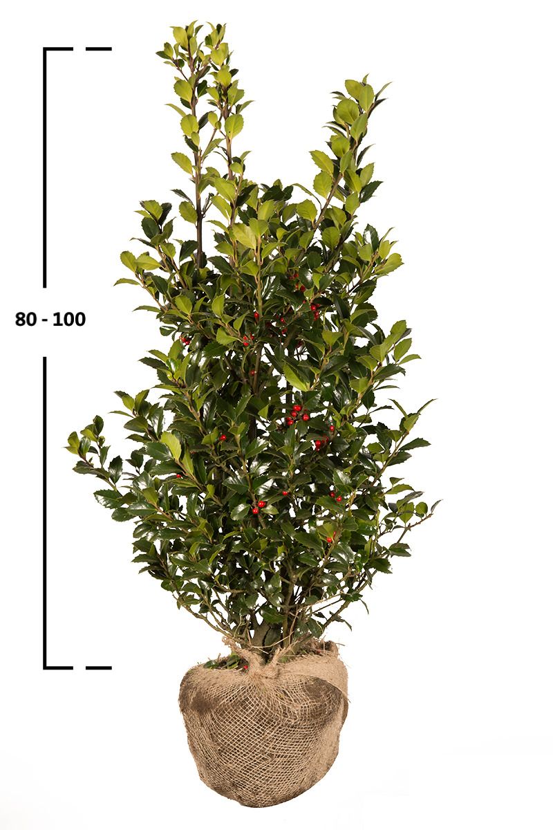 Stechpalme Heckenfee