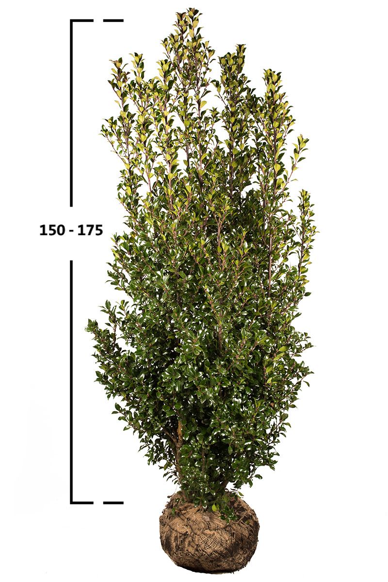 Stechpalme Heckenpracht