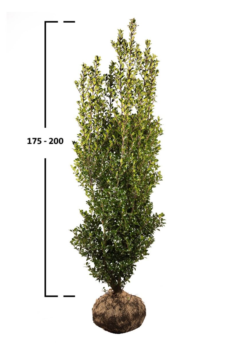 Stechpalme Heckenpracht