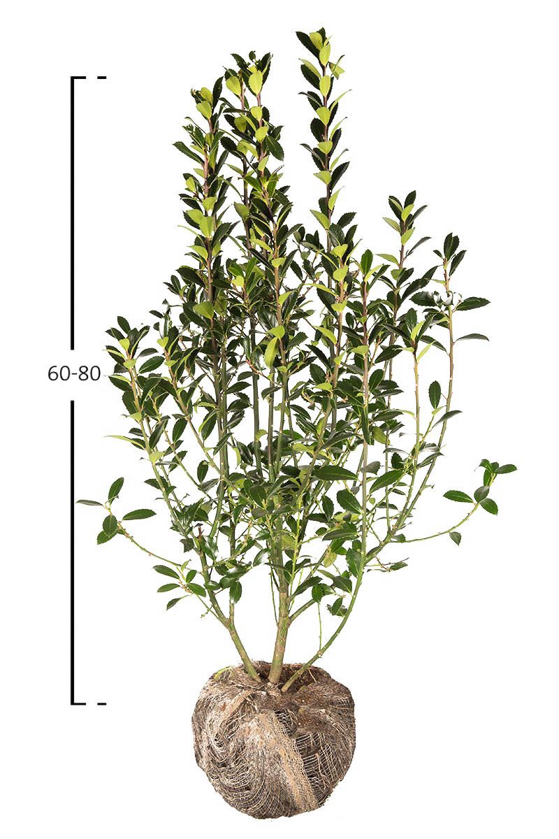 Stechpalme Heckenpracht