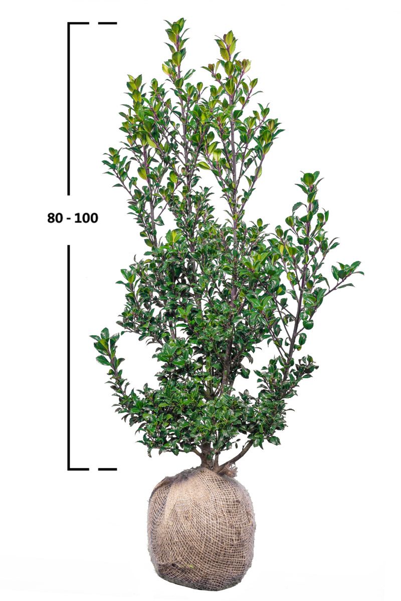 Stechpalme Heckenpracht