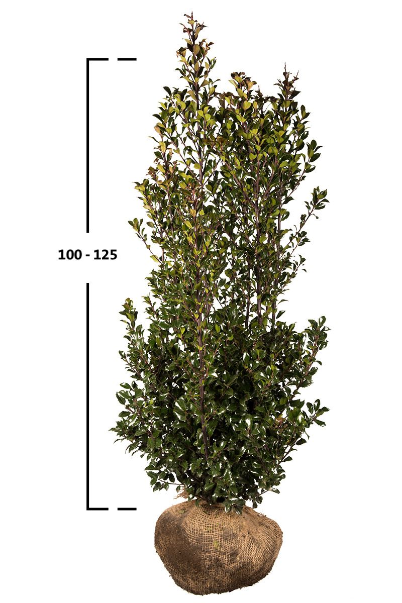 Stechpalme Heckenstar 