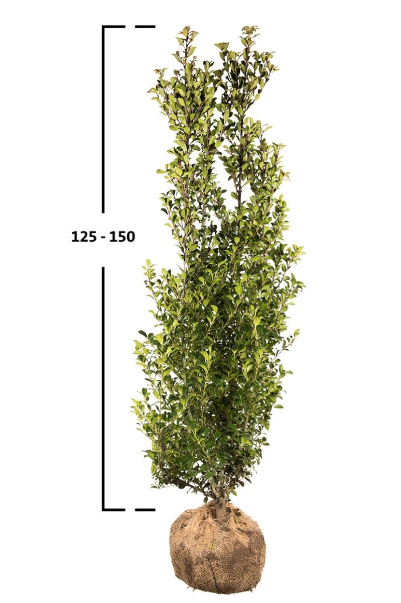 Stechpalme Heckenstar 