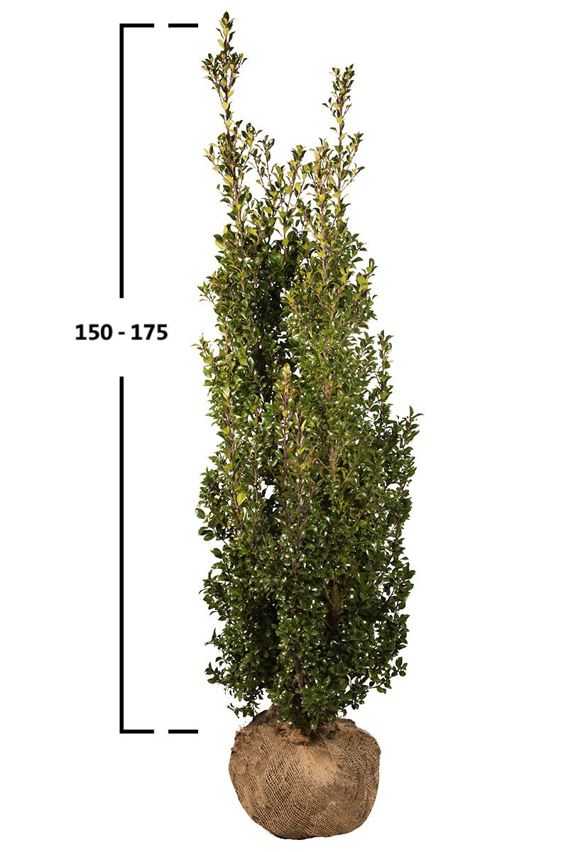 Stechpalme Heckenstar 