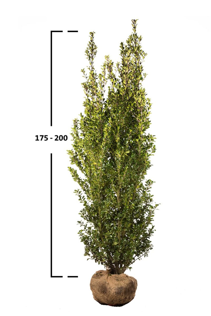 Stechpalme Heckenstar 