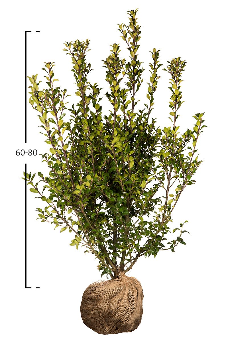 Stechpalme Heckenstar 