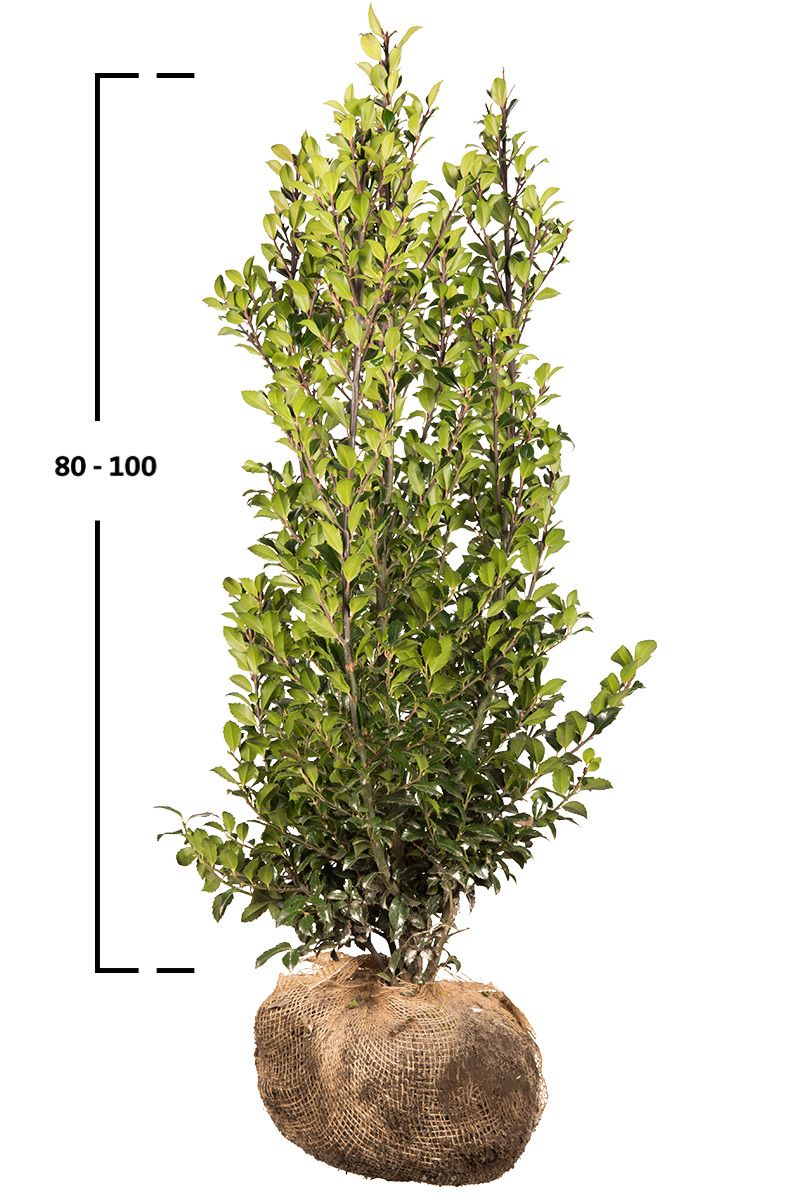 Stechpalme Heckenstar 