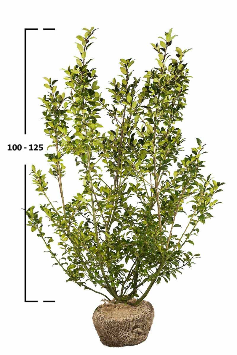 Stechpalme Blue Maid