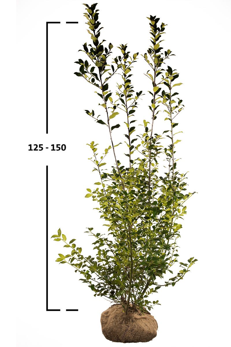 Stechpalme Blue Maid