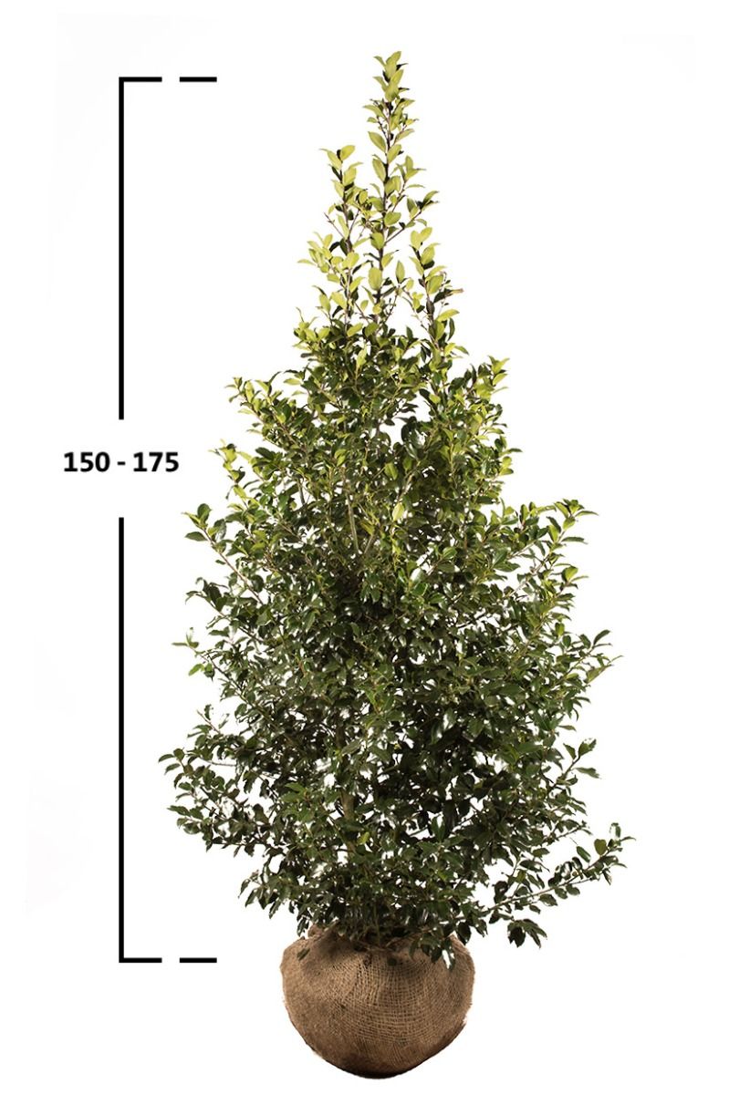 Stechpalme Blue Maid