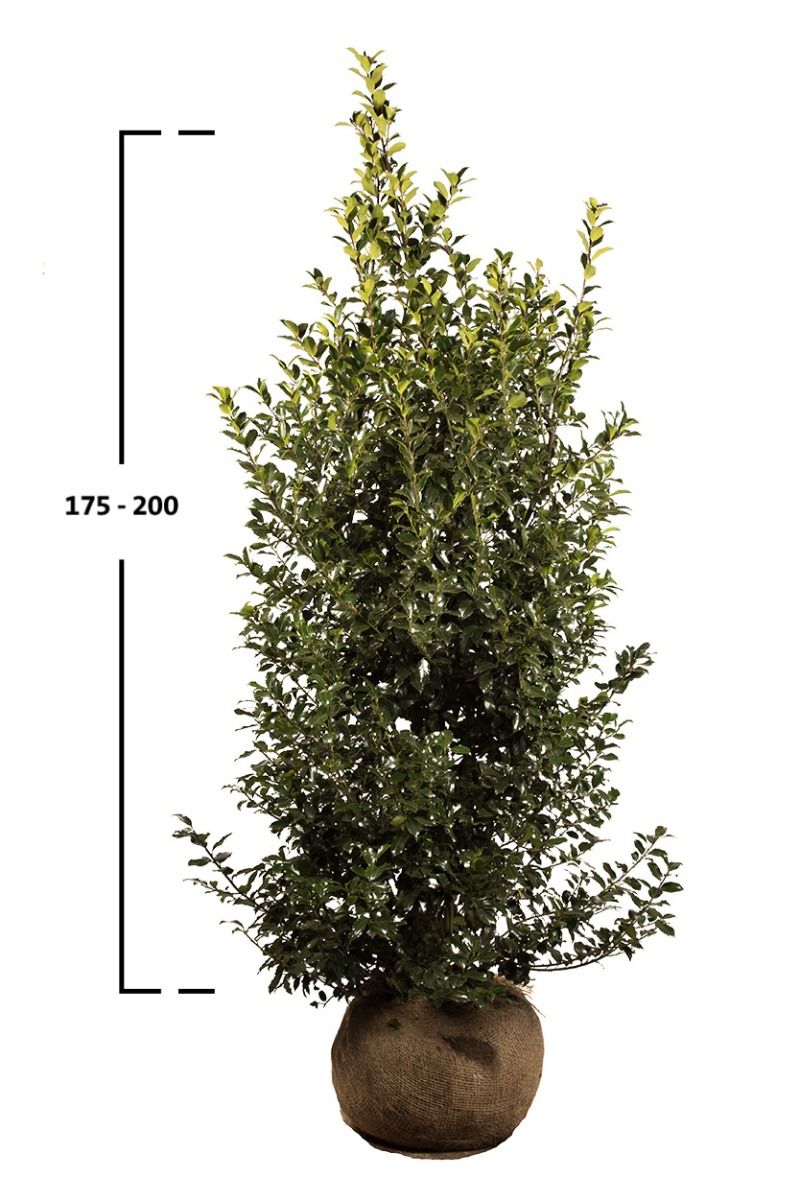 Stechpalme Blue Maid