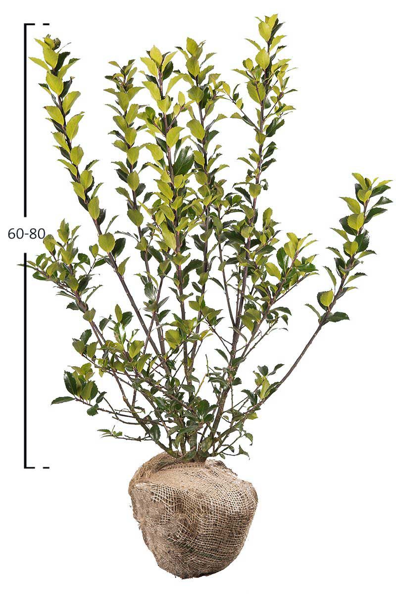 Stechpalme Blue Maid