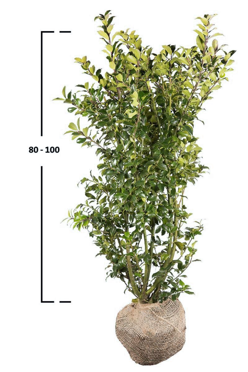 Stechpalme Blue Maid