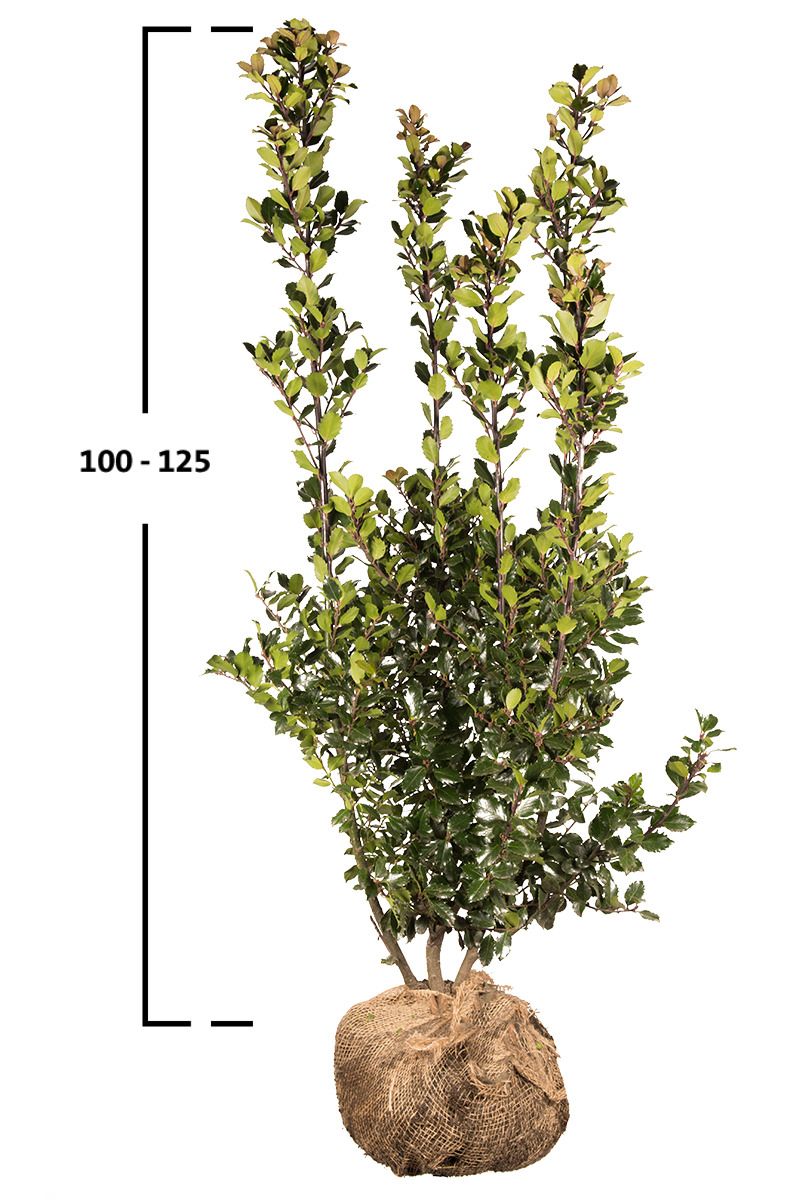 Stechpalme 'Blue Prince' 