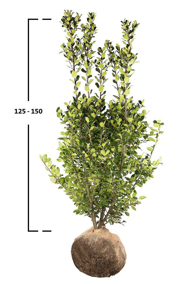 Stechpalme 'Blue Prince' 