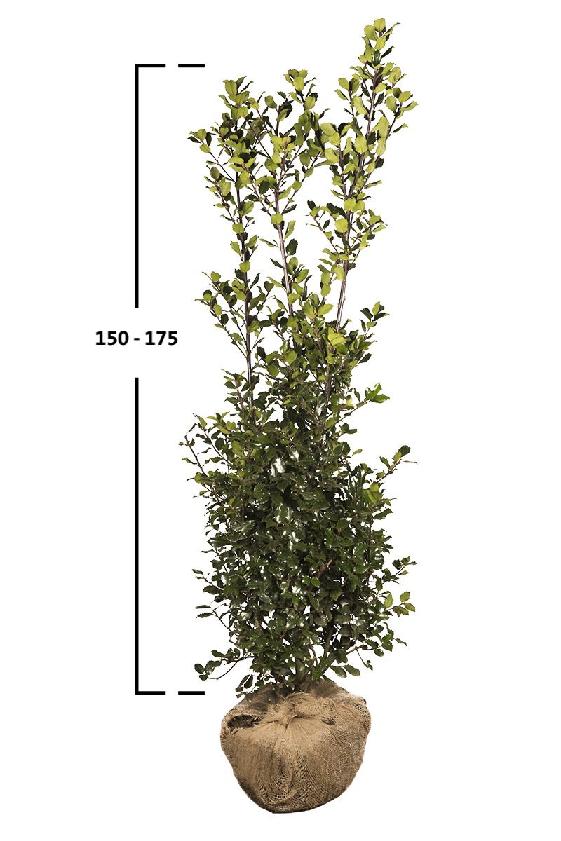 Stechpalme 'Blue Prince' 