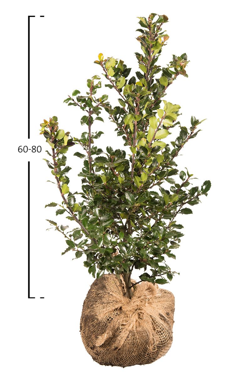 Stechpalme 'Blue Prince' 