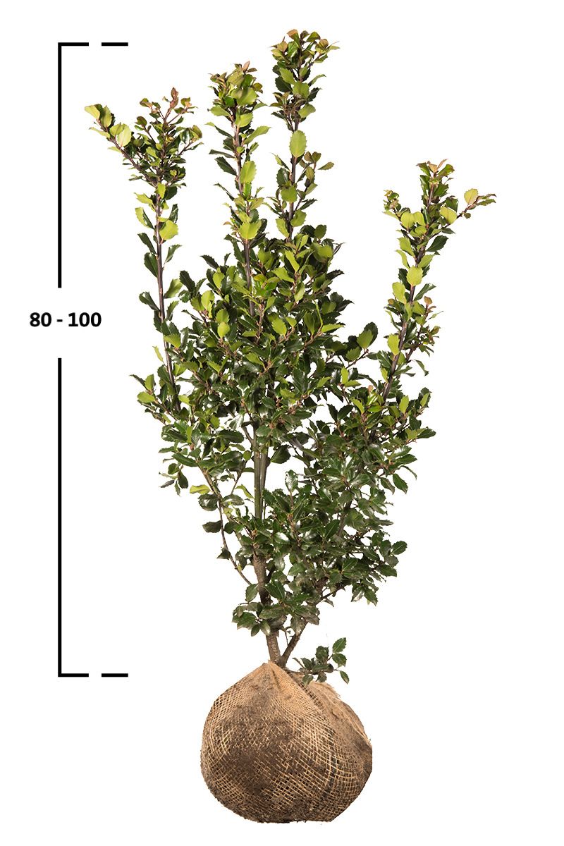 Stechpalme 'Blue Prince' 