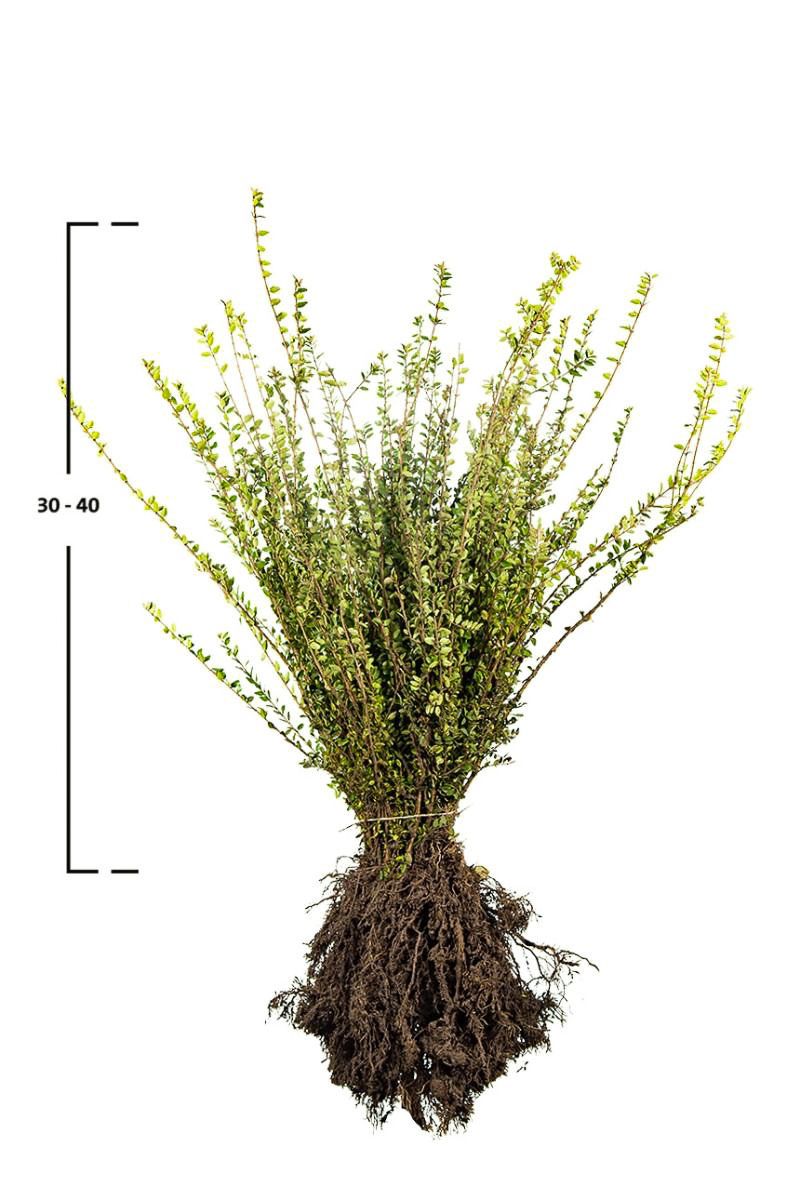 Heckenkirsche 'Elegant'