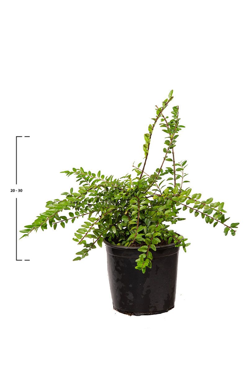 Heckenkirsche 'Maigrün' 