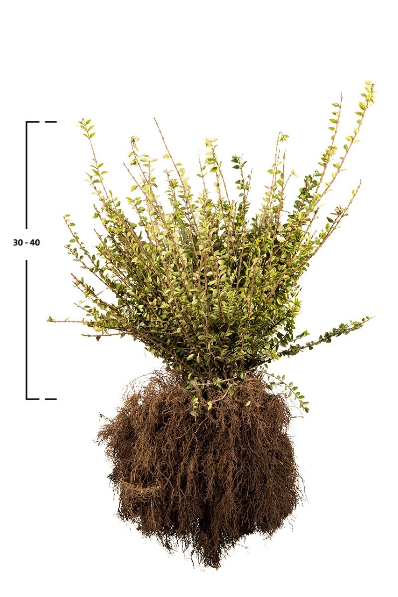 Heckenkirsche 'Maigrün' 