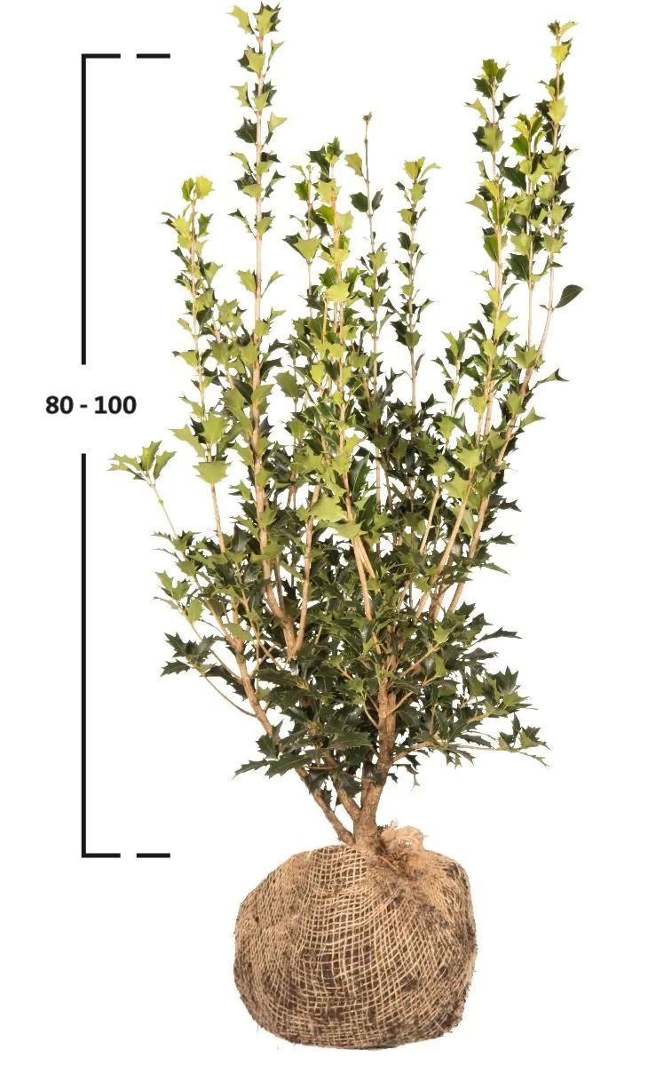 Stachelblättrige Duftblüte