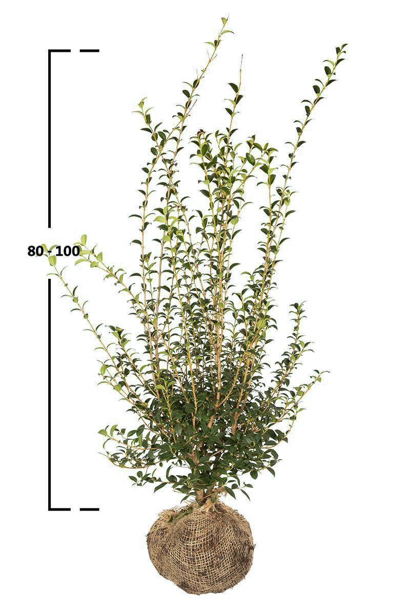 Burkwoods Duftblüte