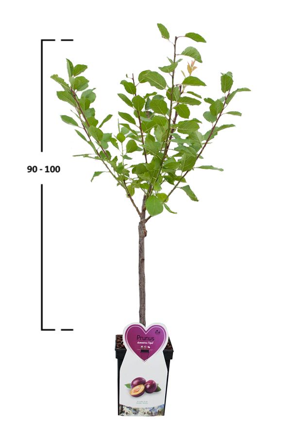 Pflaumenbaum 'Reine Claude d'Althan'