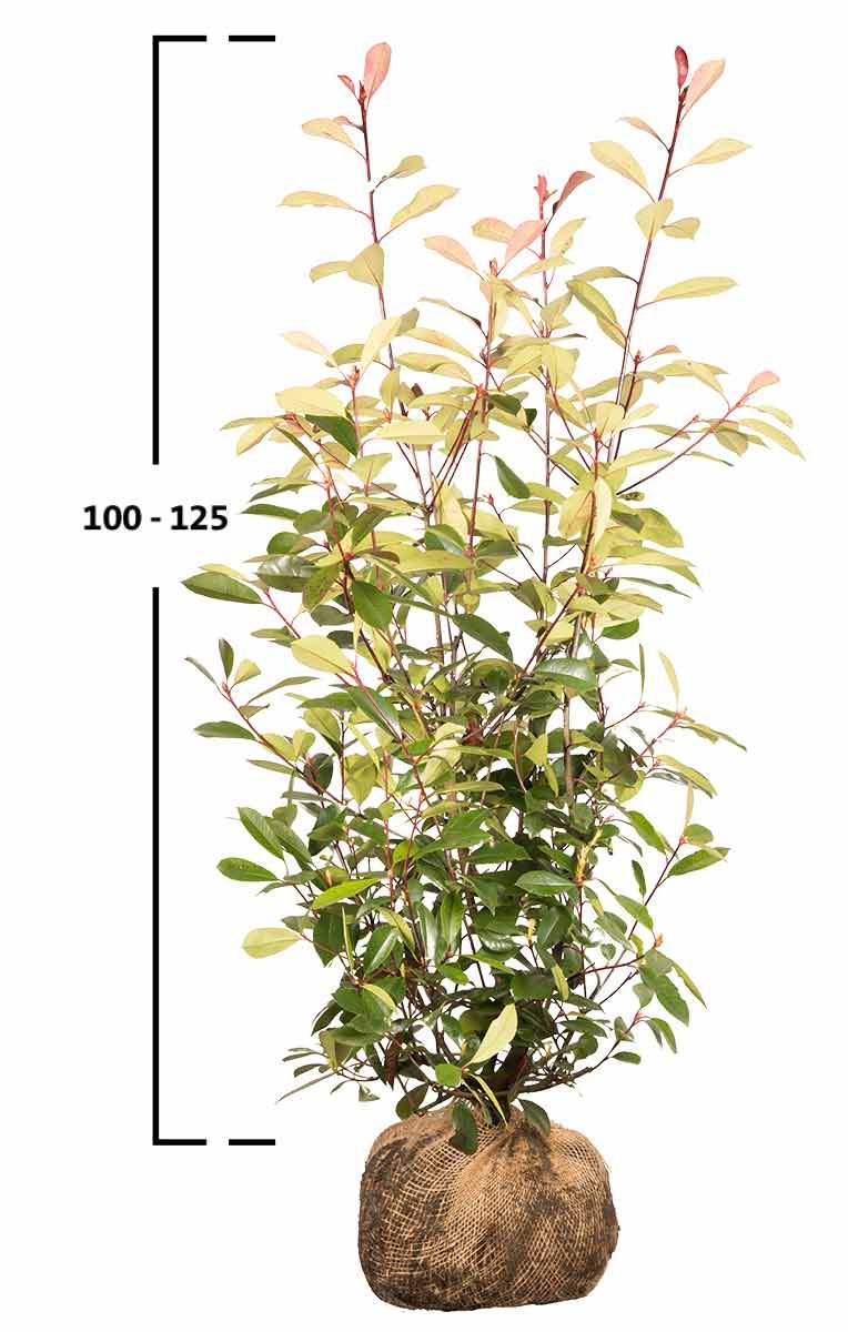 Rote Glanzmispel-Hecke 