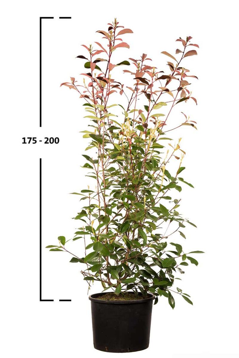 Rote Glanzmispel-Hecke 