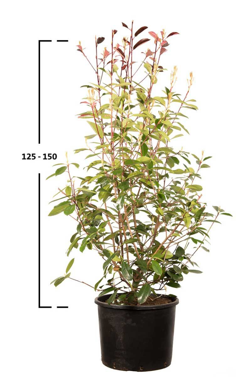 Rote Glanzmispel-Hecke 