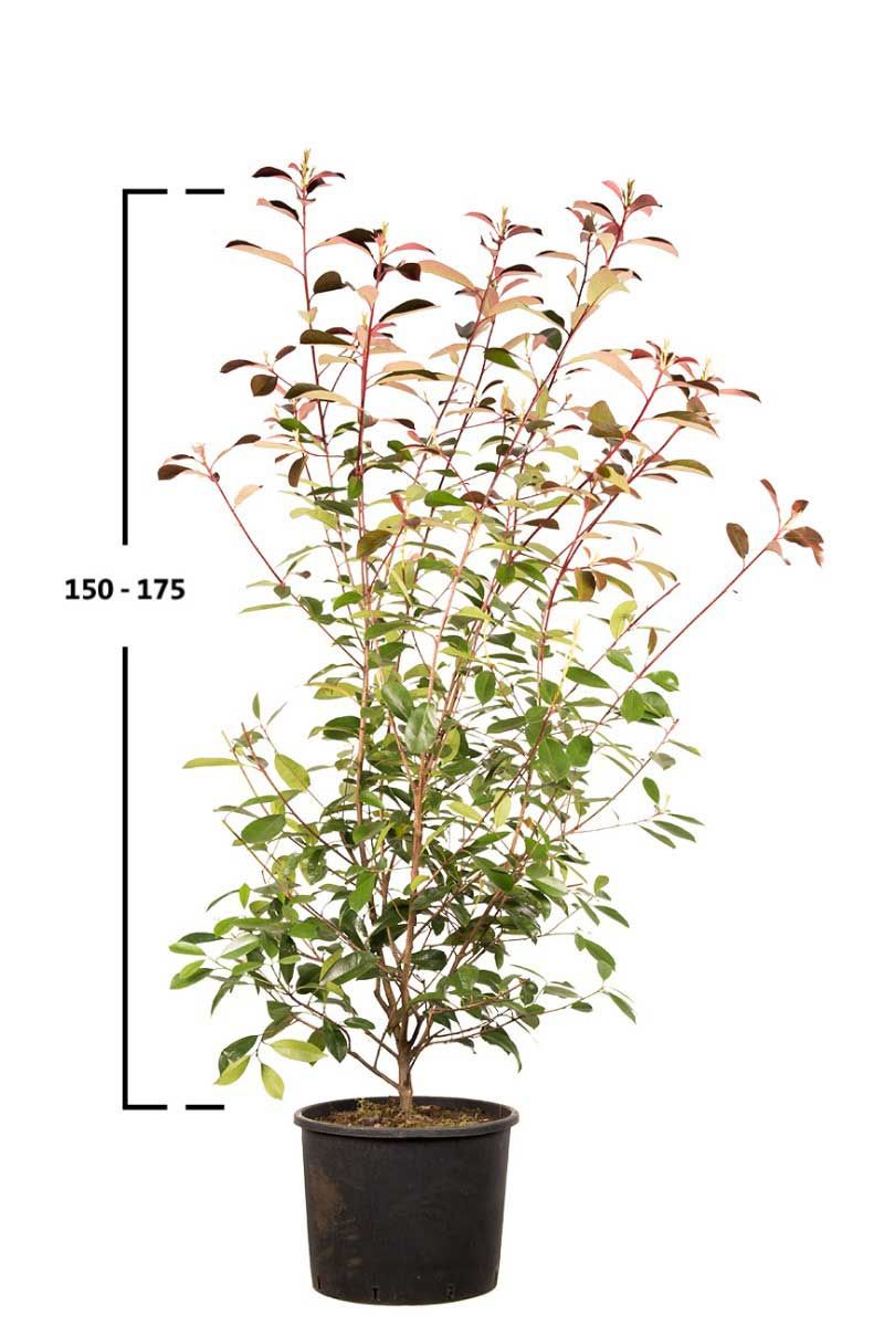 Rote Glanzmispel-Hecke 