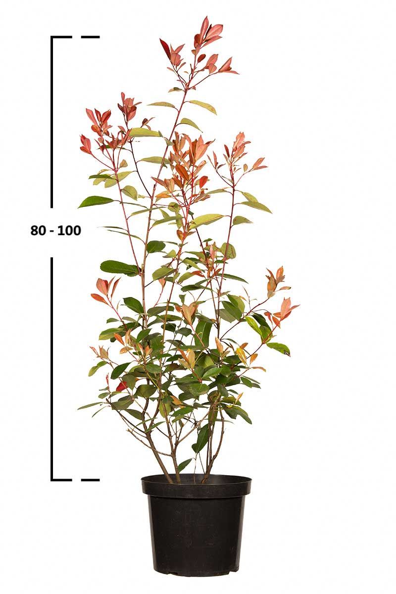 Rote Glanzmispel-Hecke 