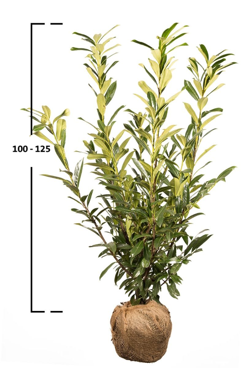 Kirschlorbeer Caucasica 