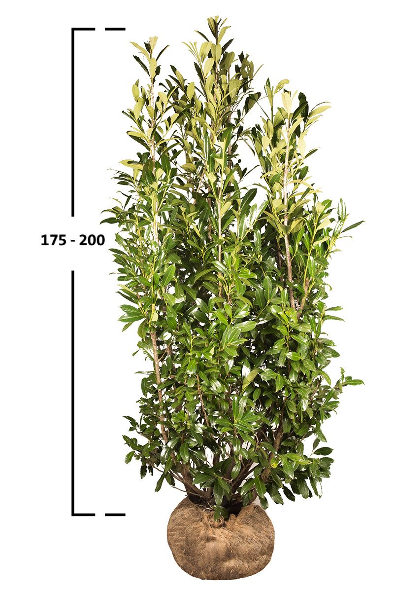 Kirschlorbeer Caucasica 