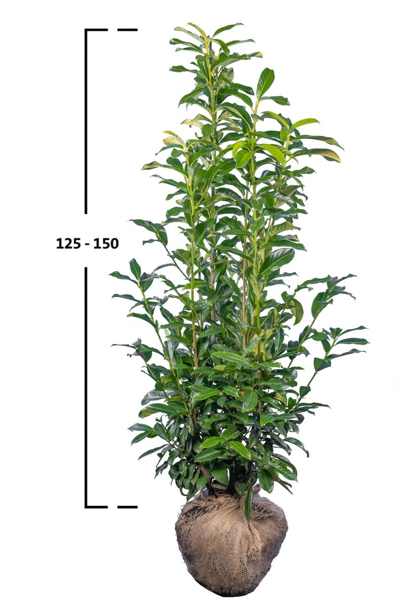 Kirschlorbeer Genolia ®