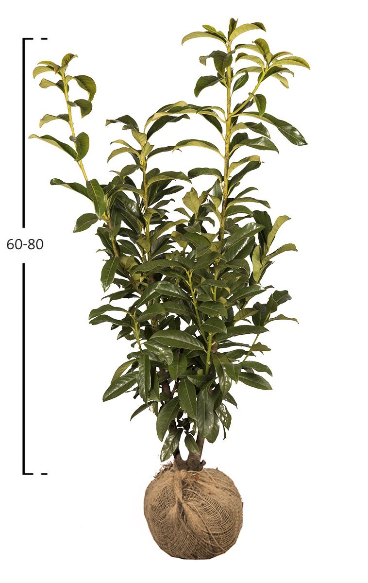 Kirschlorbeer Genolia ®