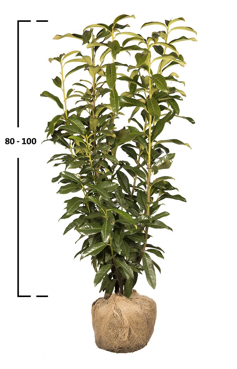 Kirschlorbeer Genolia ®