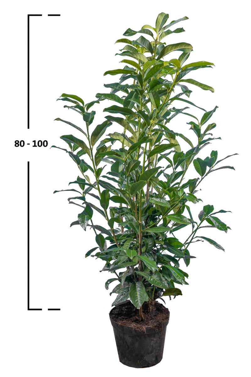 Kirschlorbeer Genolia ®