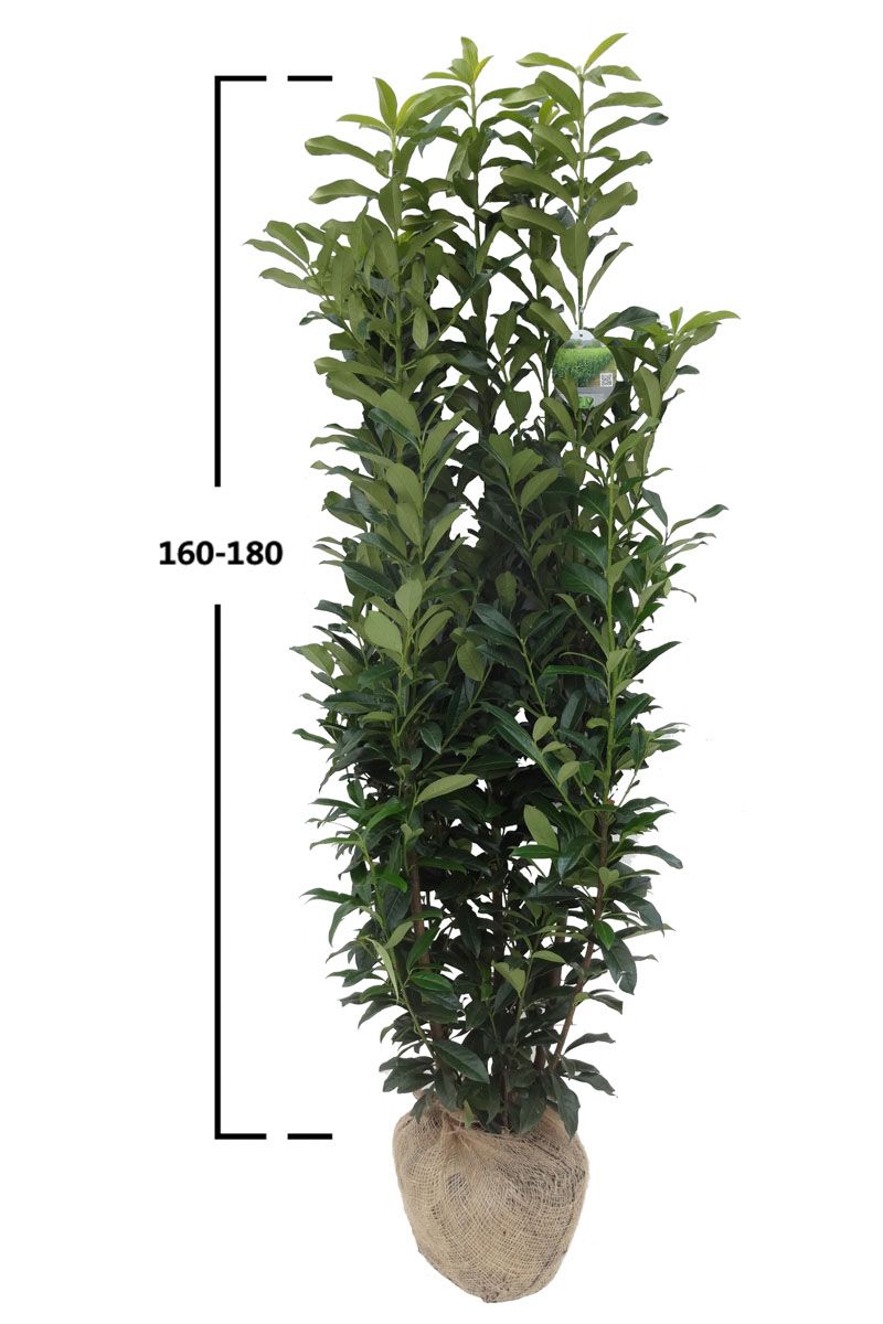 Kirschlorbeer Genolia ®