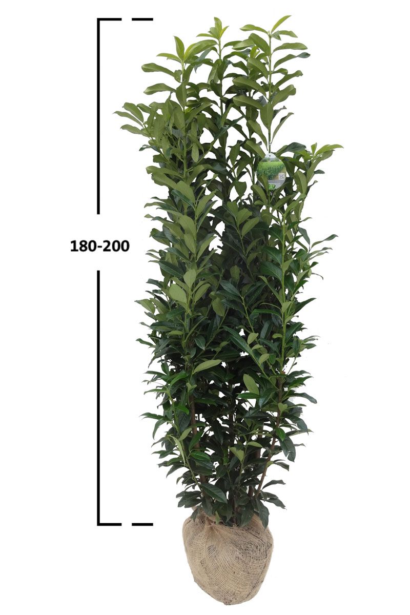 Kirschlorbeer Genolia ®