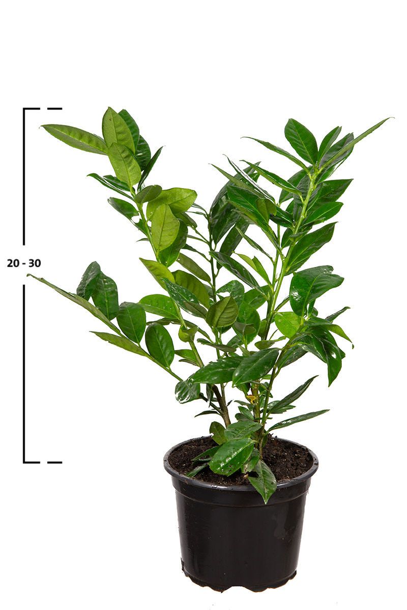 Kirschlorbeer Green Lustre