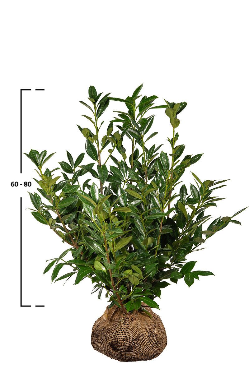 Kirschlorbeer Green Lustre